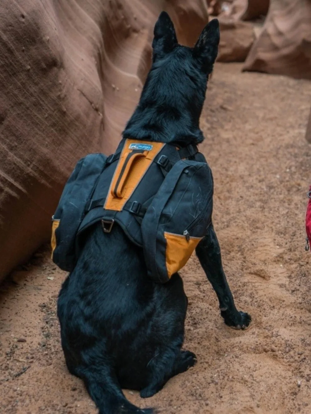 Kurgo baxter dog